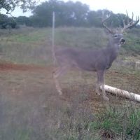 Cherokee Whitetails images 2
