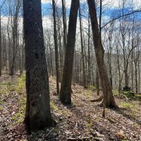 Mudlick Hollow Rd. Beaver County - 68 acres images 3
