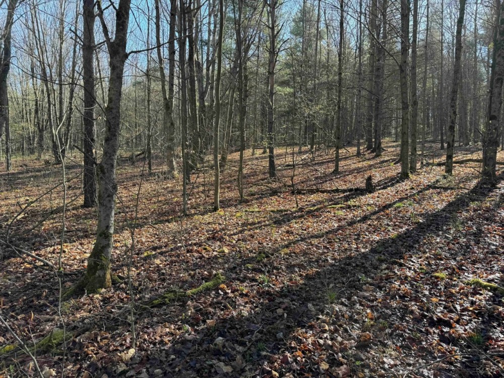8 acre Building Lot and Recreational Land in Arkport NY Neu Road featured image