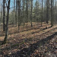 8 acre Building Lot and Recreational Land in Arkport NY Neu Road