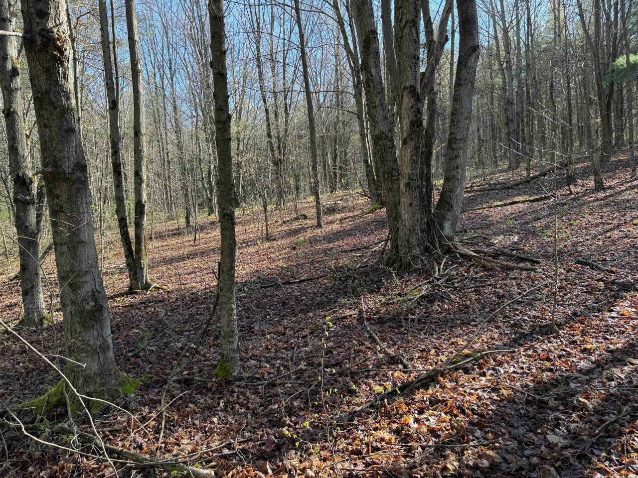 8 acre Building Lot and Recreational Land in Arkport NY Neu Road