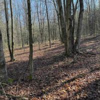 8 acre Building Lot and Recreational Land in Arkport NY Neu Road images 4