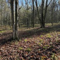 8 acre Building Lot and Recreational Land in Arkport NY Neu Road images 5
