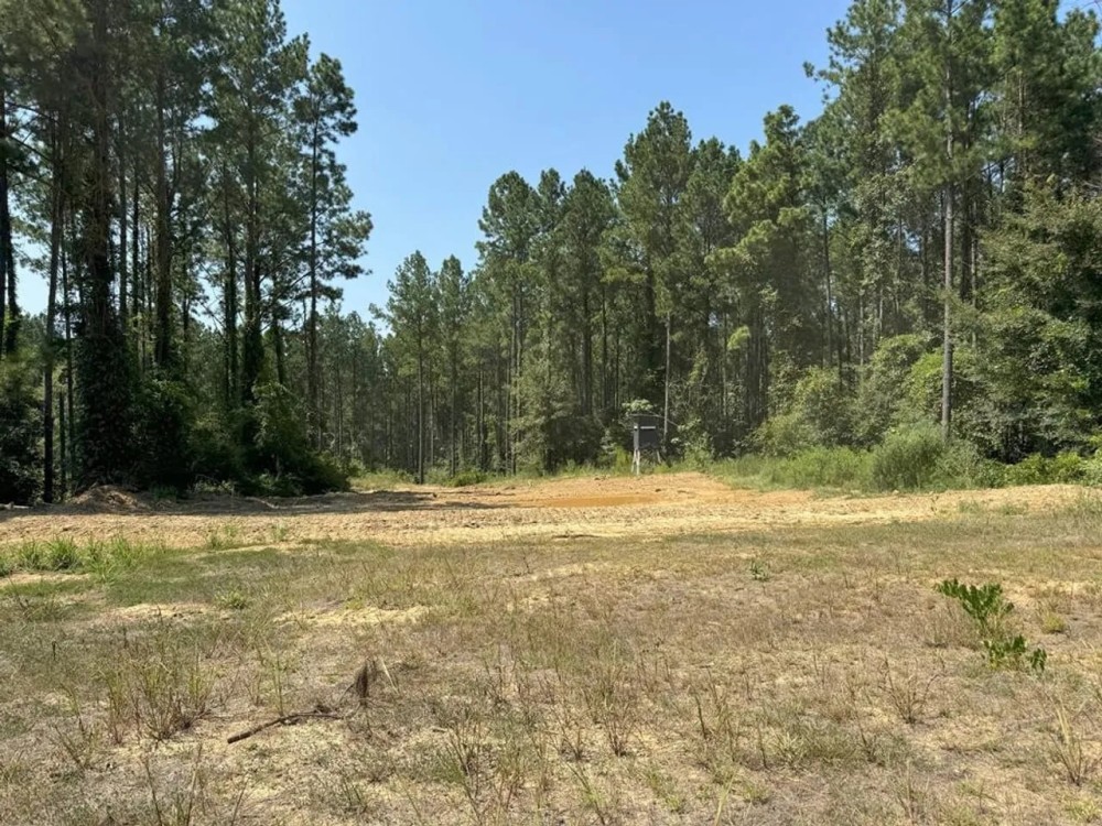 396 Acres South MS Timberland for Sale Amite County MS featured image