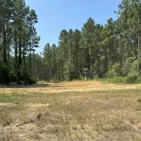 396 Acres South MS Timberland for Sale Amite County MS