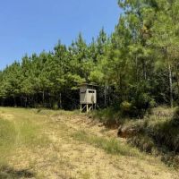 396 Acres South MS Timberland for Sale Amite County MS images 2