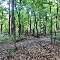 396 Acres South MS Timberland for Sale Amite County MS images 3