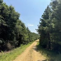 396 Acres South MS Timberland for Sale Amite County MS images 4