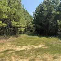 396 Acres South MS Timberland for Sale Amite County MS images 5