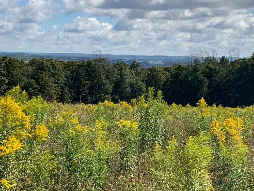 11 acre Southern Tier Land with Views Richford NY featured image
