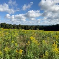 11 acre Southern Tier Land with Views Richford NY images 2
