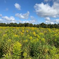 11 acre Southern Tier Land with Views Richford NY images 3