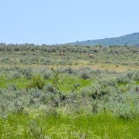 Cow Creek Grazing Ranch images 5