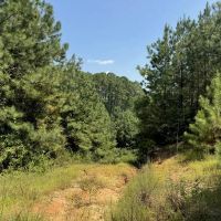 230 Acres Hunting and Timberland for Sale South Mississippi images 3