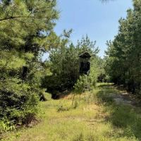 230 Acres Hunting and Timberland for Sale South Mississippi images 4