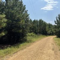 230 Acres Hunting and Timberland for Sale South Mississippi images 5