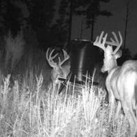 Triple Creek Plantation images 4