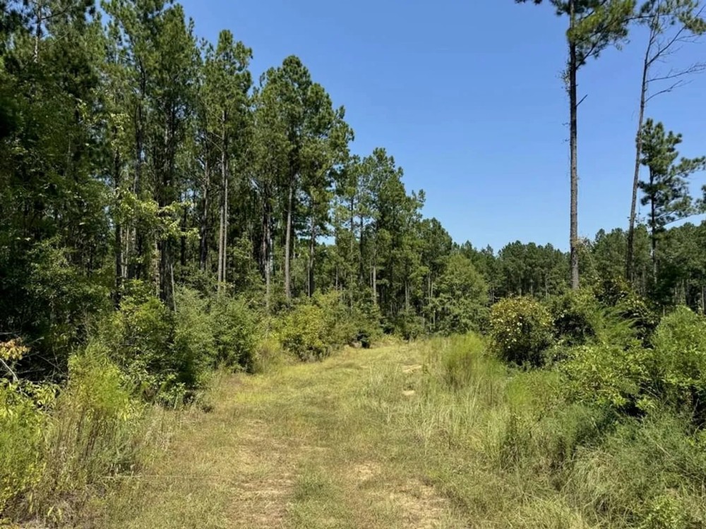 84 Acres Timberland Hunting Property for Sale Southwest MS featured image