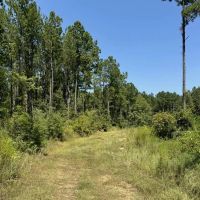84 Acres Timberland Hunting Property for Sale Southwest MS