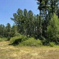 84 Acres Timberland Hunting Property for Sale Southwest MS images 2