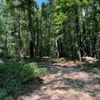 84 Acres Timberland Hunting Property for Sale Southwest MS images 3