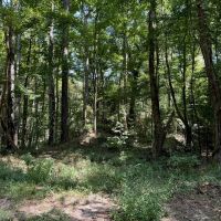 84 Acres Timberland Hunting Property for Sale Southwest MS images 4