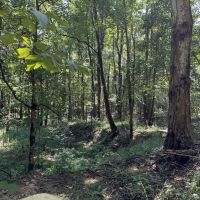 84 Acres Timberland Hunting Property for Sale Southwest MS images 5