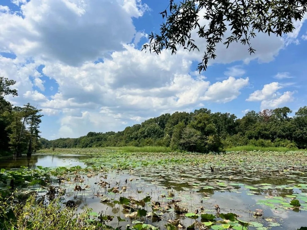 Hunting Land for Sale in Yazoo County MS featured image