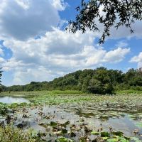 Hunting Land for Sale in Yazoo County MS