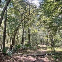 Hunting Land for Sale in Yazoo County MS images 2