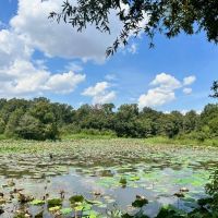 Hunting Land for Sale in Yazoo County MS images 3