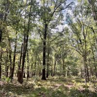 Hunting Land for Sale in Yazoo County MS images 5