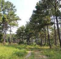 8000 Acres Liberty Hill WMA of deer and turkey Hunting land in Kershaw, SC