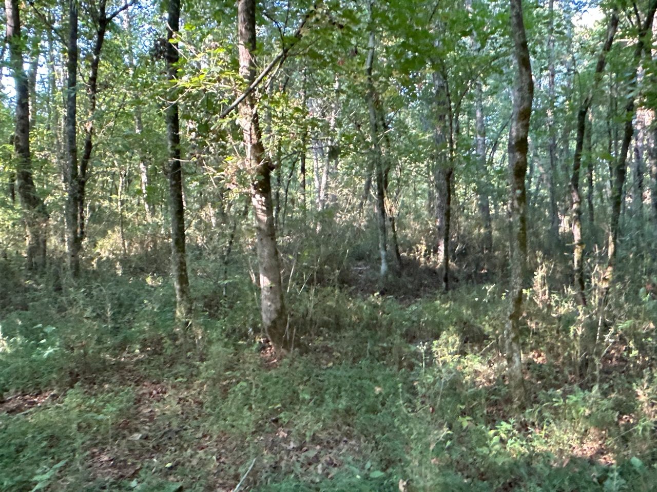 0 Jackson Road Hunting Land for Sale