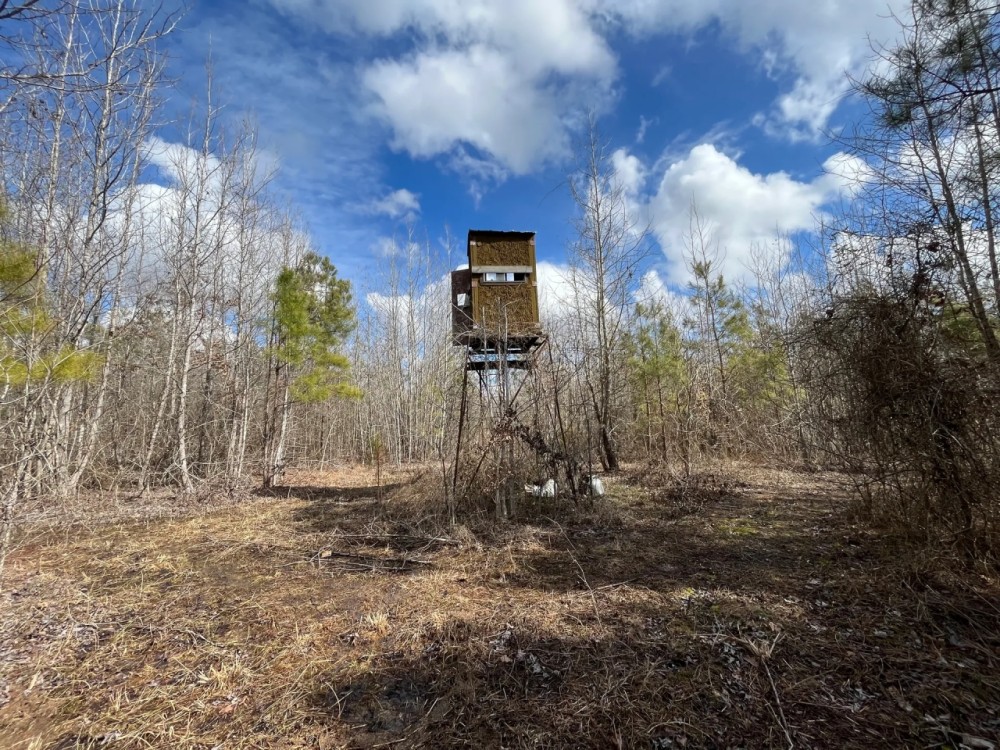 130 Acres in Ashley County Arkansas featured image
