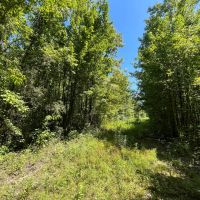 130 Acres in Ashley County Arkansas images 3