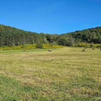 202 acres Farmland with Hunting and Recreational Land in Berkshire NY Payne Marsh Rd images 5