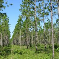 Interlachen Timber and Conservation Tract
