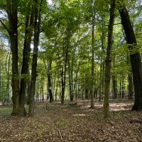 17 acres Wooded Hunting Land and Building Lot in Bath NY Harrison Road images 5