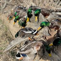 WHITEGRASS RANCH images 5