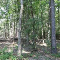 LA - Catahoula 17 acres - images 5