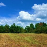 156 Acres in Winston County in Louisville MS
