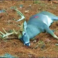 156 Acres in Winston County in Louisville MS images 4