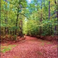 156 Acres in Winston County in Louisville MS images 5