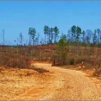 213 Acres in Webster County in Mantee MS images 2