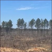 213 Acres in Webster County in Mantee MS images 5