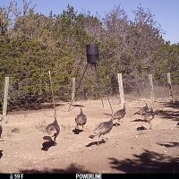 Hunting Lease - $7000, Utopia TX: Whitetail rifle season through Spring Turkey season (Nov.-May)