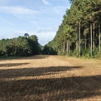 Camp Arcadia - Bienville Parish Hunting Property images 2