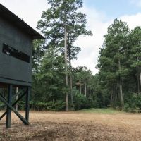 Camp Arcadia - Bienville Parish Hunting Property images 5