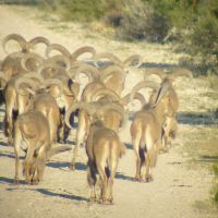 SOUTH TEXAS WHITETAIL AND AOUDAD LEASE